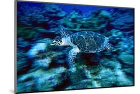 Hawksbill Sea Turtle, Maldives-Stuart Westmorland-Mounted Photographic Print