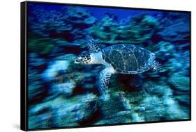 Hawksbill Sea Turtle, Maldives-Stuart Westmorland-Framed Stretched Canvas