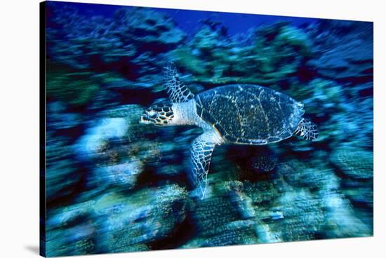 Hawksbill Sea Turtle, Maldives-Stuart Westmorland-Stretched Canvas