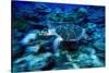 Hawksbill Sea Turtle, Maldives-Stuart Westmorland-Stretched Canvas