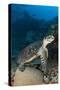 Hawksbill Sea Turtle on a Reef with Diver in the Background-null-Stretched Canvas