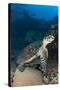 Hawksbill Sea Turtle on a Reef with Diver in the Background-null-Stretched Canvas