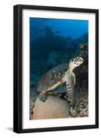 Hawksbill Sea Turtle on a Reef with Diver in the Background-null-Framed Photographic Print