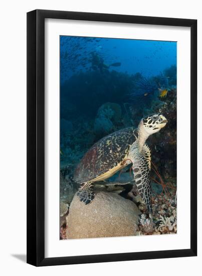 Hawksbill Sea Turtle on a Reef with Diver in the Background-null-Framed Photographic Print