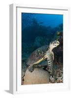 Hawksbill Sea Turtle on a Reef with Diver in the Background-null-Framed Photographic Print