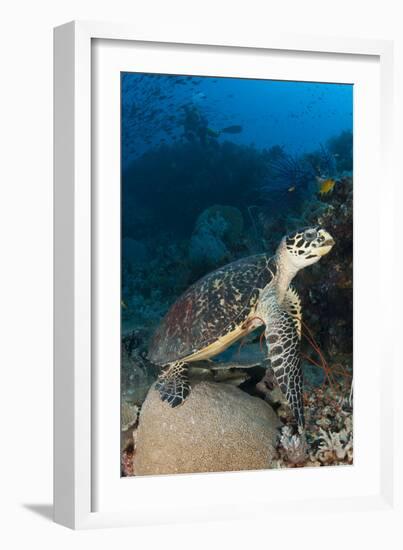 Hawksbill Sea Turtle on a Reef with Diver in the Background-null-Framed Photographic Print