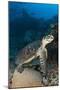 Hawksbill Sea Turtle on a Reef with Diver in the Background-null-Mounted Photographic Print