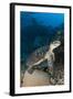 Hawksbill Sea Turtle on a Reef with Diver in the Background-null-Framed Photographic Print