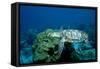 Hawksbill Sea Turtle Swimming over a Coral Reef (Eretmochelys Imbricata), Caribbean Sea.-Reinhard Dirscherl-Framed Stretched Canvas