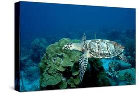 Hawksbill Sea Turtle Swimming over a Coral Reef (Eretmochelys Imbricata), Caribbean Sea.-Reinhard Dirscherl-Stretched Canvas