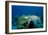 Hawksbill Sea Turtle Swimming over a Coral Reef (Eretmochelys Imbricata), Caribbean Sea.-Reinhard Dirscherl-Framed Photographic Print