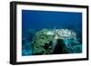 Hawksbill Sea Turtle Swimming over a Coral Reef (Eretmochelys Imbricata), Caribbean Sea.-Reinhard Dirscherl-Framed Photographic Print