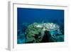 Hawksbill Sea Turtle Swimming over a Coral Reef (Eretmochelys Imbricata), Caribbean Sea.-Reinhard Dirscherl-Framed Photographic Print