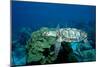 Hawksbill Sea Turtle Swimming over a Coral Reef (Eretmochelys Imbricata), Caribbean Sea.-Reinhard Dirscherl-Mounted Photographic Print