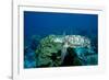 Hawksbill Sea Turtle Swimming over a Coral Reef (Eretmochelys Imbricata), Caribbean Sea.-Reinhard Dirscherl-Framed Photographic Print