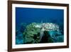 Hawksbill Sea Turtle Swimming over a Coral Reef (Eretmochelys Imbricata), Caribbean Sea.-Reinhard Dirscherl-Framed Photographic Print