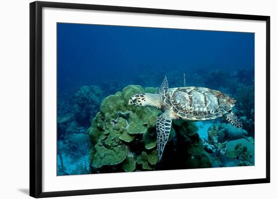 Hawksbill Sea Turtle Swimming over a Coral Reef (Eretmochelys Imbricata), Caribbean Sea.-Reinhard Dirscherl-Framed Photographic Print