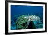 Hawksbill Sea Turtle Swimming over a Coral Reef (Eretmochelys Imbricata), Caribbean Sea.-Reinhard Dirscherl-Framed Photographic Print