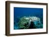 Hawksbill Sea Turtle Swimming over a Coral Reef (Eretmochelys Imbricata), Caribbean Sea.-Reinhard Dirscherl-Framed Photographic Print