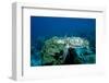 Hawksbill Sea Turtle Swimming over a Coral Reef (Eretmochelys Imbricata), Caribbean Sea.-Reinhard Dirscherl-Framed Photographic Print