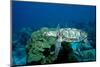 Hawksbill Sea Turtle Swimming over a Coral Reef (Eretmochelys Imbricata), Caribbean Sea.-Reinhard Dirscherl-Mounted Photographic Print