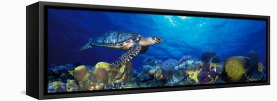 Hawksbill Turtle and French Angelfish with Stoplight Parrotfish-null-Framed Stretched Canvas