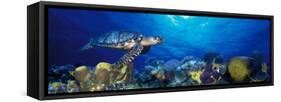 Hawksbill Turtle and French Angelfish with Stoplight Parrotfish-null-Framed Stretched Canvas