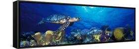 Hawksbill Turtle and French Angelfish with Stoplight Parrotfish-null-Framed Stretched Canvas