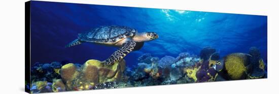 Hawksbill Turtle and French Angelfish with Stoplight Parrotfish-null-Stretched Canvas