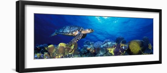 Hawksbill Turtle and French Angelfish with Stoplight Parrotfish-null-Framed Premium Photographic Print