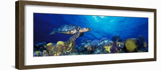 Hawksbill Turtle and French Angelfish with Stoplight Parrotfish-null-Framed Photographic Print