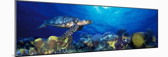 Hawksbill Turtle and French Angelfish with Stoplight Parrotfish-null-Mounted Photographic Print
