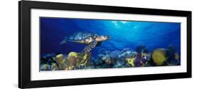 Hawksbill Turtle and French Angelfish with Stoplight Parrotfish-null-Framed Photographic Print