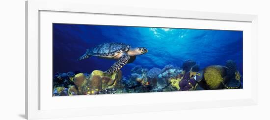 Hawksbill Turtle and French Angelfish with Stoplight Parrotfish-null-Framed Photographic Print