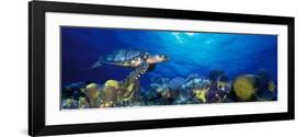 Hawksbill Turtle and French Angelfish with Stoplight Parrotfish-null-Framed Photographic Print