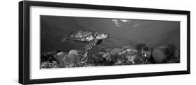 Hawksbill Turtle and French Angelfish with Stoplight Parrotfish-null-Framed Premium Photographic Print