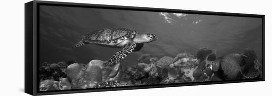Hawksbill Turtle and French Angelfish with Stoplight Parrotfish-null-Framed Stretched Canvas