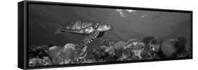 Hawksbill Turtle and French Angelfish with Stoplight Parrotfish-null-Framed Stretched Canvas