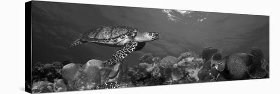 Hawksbill Turtle and French Angelfish with Stoplight Parrotfish-null-Stretched Canvas