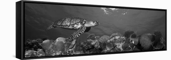 Hawksbill Turtle and French Angelfish with Stoplight Parrotfish-null-Framed Stretched Canvas