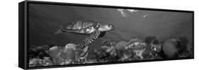 Hawksbill Turtle and French Angelfish with Stoplight Parrotfish-null-Framed Stretched Canvas