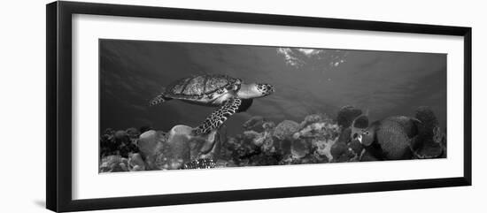 Hawksbill Turtle and French Angelfish with Stoplight Parrotfish-null-Framed Photographic Print