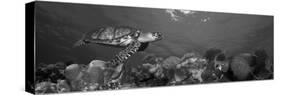 Hawksbill Turtle and French Angelfish with Stoplight Parrotfish-null-Stretched Canvas