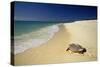 Hawksbill Turtle by Sea-null-Stretched Canvas