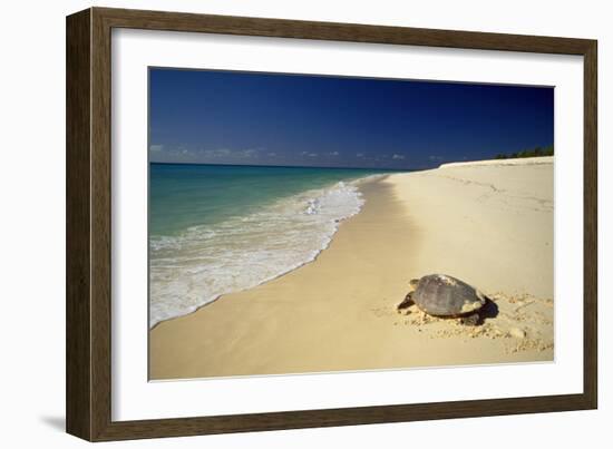 Hawksbill Turtle by Sea-null-Framed Photographic Print