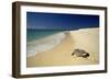 Hawksbill Turtle by Sea-null-Framed Photographic Print