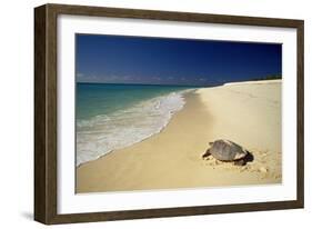 Hawksbill Turtle by Sea-null-Framed Photographic Print