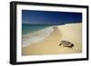 Hawksbill Turtle by Sea-null-Framed Photographic Print