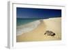 Hawksbill Turtle by Sea-null-Framed Photographic Print