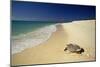 Hawksbill Turtle by Sea-null-Mounted Photographic Print